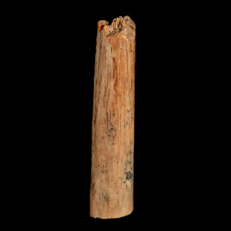 1.3" Hadrosaur Dinosaur Tendon Fossil Lance Creek FM Cretaceous WY COA Display