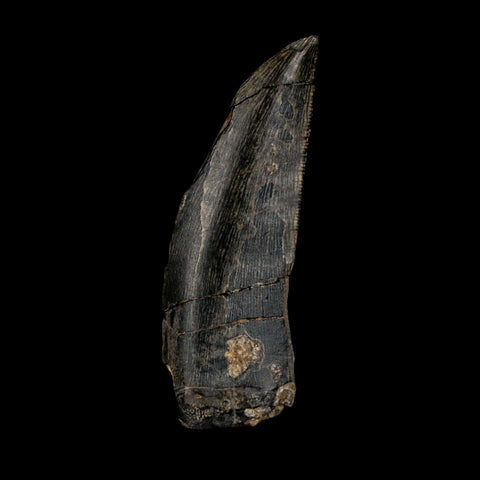 1.4" Kryptops Palaios Abelisaurid Serrated Tooth Fossil Cretaceous Age Dinosaur Niger
