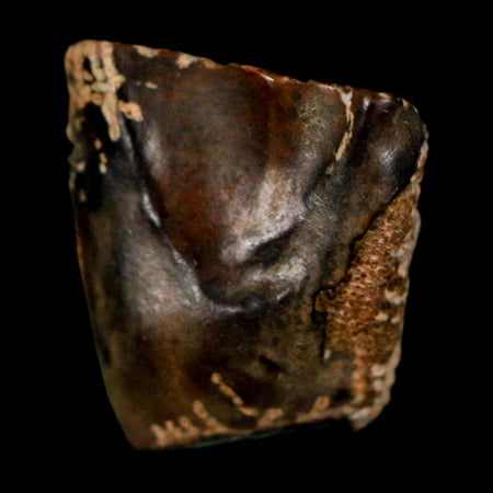 0.5" Triceratops Fossil Tooth Lance Creek FM Cretaceous Dinosaur WY COA Display