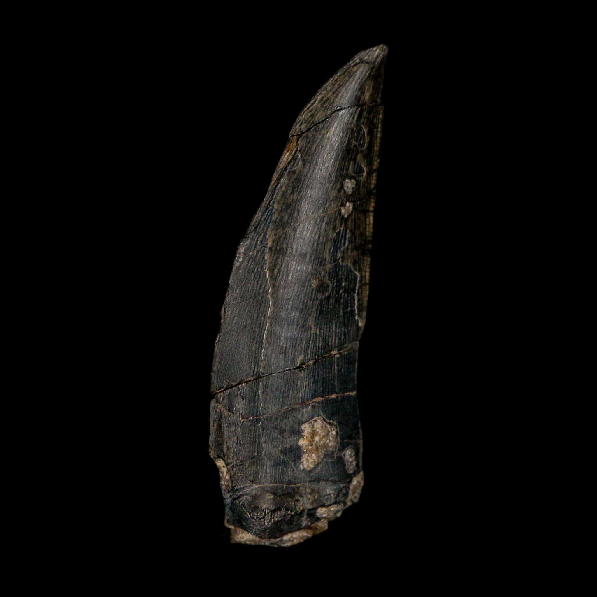 1.4" Kryptops Palaios Abelisaurid Serrated Tooth Fossil Cretaceous Age Dinosaur Niger - Fossil Age Minerals