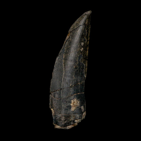 1.4" Kryptops Palaios Abelisaurid Serrated Tooth Fossil Cretaceous Age Dinosaur Niger