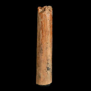 1.3" Hadrosaur Dinosaur Tendon Fossil Lance Creek FM Cretaceous WY COA Display