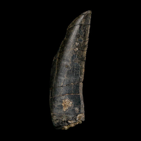 1.4" Kryptops Palaios Abelisaurid Serrated Tooth Fossil Cretaceous Age Dinosaur Niger