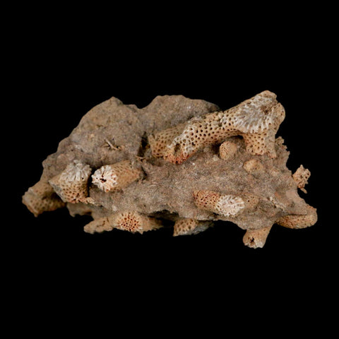 3.1" Thamnopora SP Coral Fossil Coral Reef Devonian Age Verde Valley, Arizona
