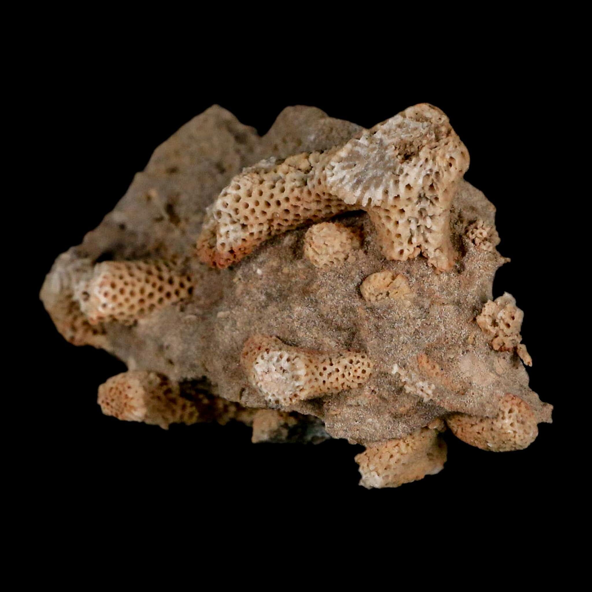 3.1" Thamnopora SP Coral Fossil Coral Reef Devonian Age Verde Valley, Arizona - Fossil Age Minerals