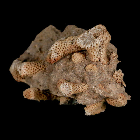 3.1" Thamnopora SP Coral Fossil Coral Reef Devonian Age Verde Valley, Arizona