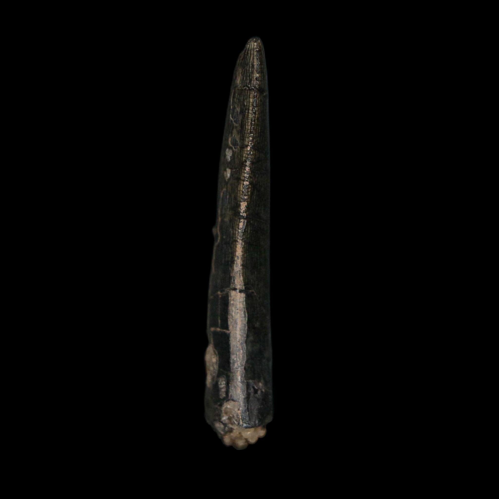 1.4" Kryptops Palaios Abelisaurid Serrated Tooth Fossil Cretaceous Age Dinosaur Niger - Fossil Age Minerals