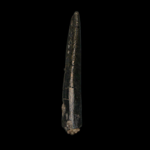 1.4" Kryptops Palaios Abelisaurid Serrated Tooth Fossil Cretaceous Age Dinosaur Niger