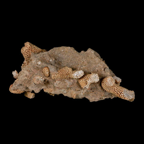 3.1" Thamnopora SP Coral Fossil Coral Reef Devonian Age Verde Valley, Arizona