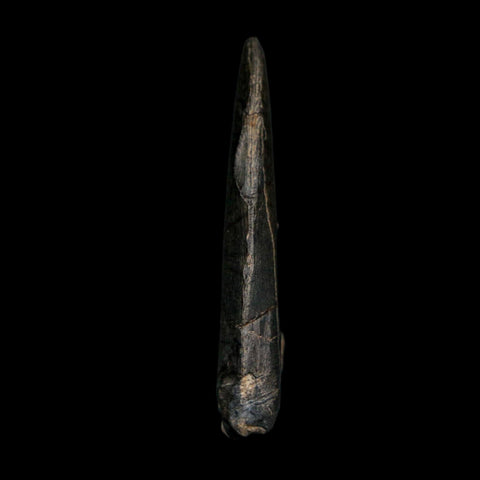 1.4" Kryptops Palaios Abelisaurid Serrated Tooth Fossil Cretaceous Age Dinosaur Niger