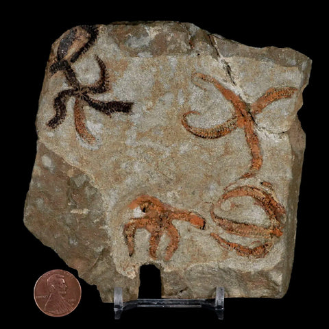 4 Four Brittlestar Ophiura Sp Starfish Fossil Ordovician Age Morocco COA & Stand - Fossil Age Minerals