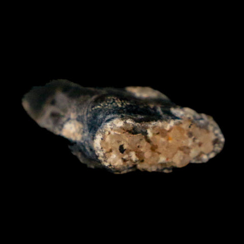 1.4" Kryptops Palaios Abelisaurid Serrated Tooth Fossil Cretaceous Age Dinosaur Niger