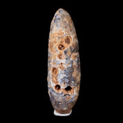 XL 2.6" Fossil Pine Cone Equicalastrobus Replaced By Agate Eocene Age Seeds Fruit