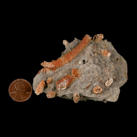3" Thamnopora SP Coral Fossil Coral Reef Devonian Age Verde Valley, Arizona