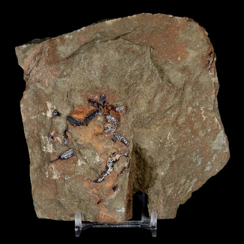 4 Four Brittlestar Ophiura Sp Starfish Fossil Ordovician Age Morocco COA & Stand - Fossil Age Minerals