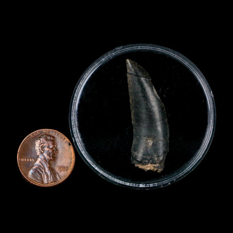 1.4" Kryptops Palaios Abelisaurid Serrated Tooth Fossil Cretaceous Age Dinosaur Niger