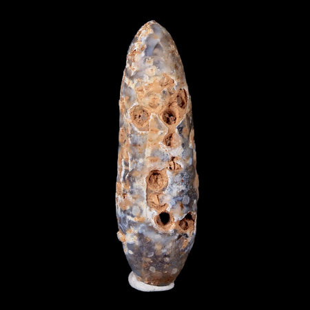 XL 2.6" Fossil Pine Cone Equicalastrobus Replaced By Agate Eocene Age Seeds Fruit