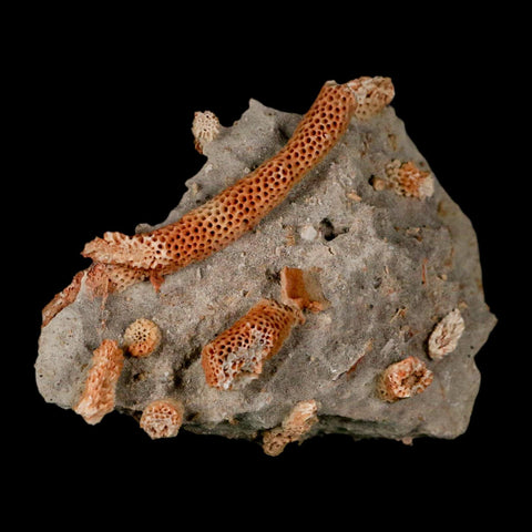 3" Thamnopora SP Coral Fossil Coral Reef Devonian Age Verde Valley, Arizona