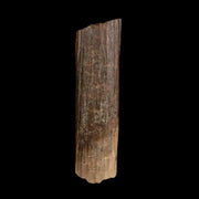 0.9" Hadrosaur Dinosaur Tendon Fossil Lance Creek FM Cretaceous WY COA Display