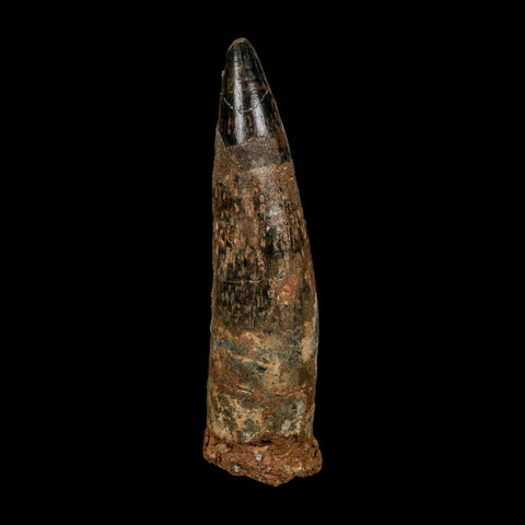 XL 3.8" Spinosaurus Fossil Tooth 100 Million Years Old Cretaceous Dinosaur COA - Fossil Age Minerals