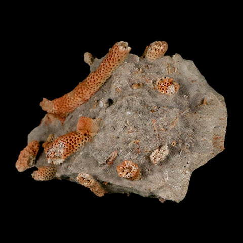 3" Thamnopora SP Coral Fossil Coral Reef Devonian Age Verde Valley, Arizona