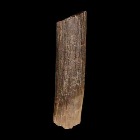 0.9" Hadrosaur Dinosaur Tendon Fossil Lance Creek FM Cretaceous WY COA Display