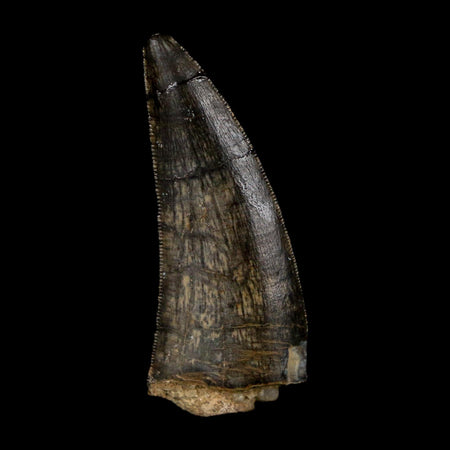 1.3" Kryptops Palaios Abelisaurid Serrated Tooth Fossil Cretaceous Age Dinosaur Niger