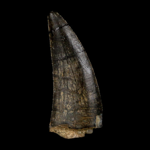 1.3" Kryptops Palaios Abelisaurid Serrated Tooth Fossil Cretaceous Age Dinosaur Niger