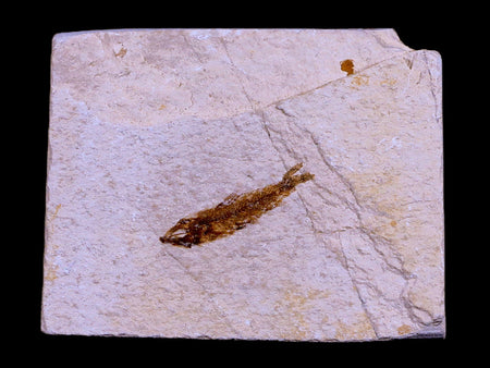 1" Hemisaurida Fossil Fish Plate Cretaceous Dinosaur Age Hakel Lebanon