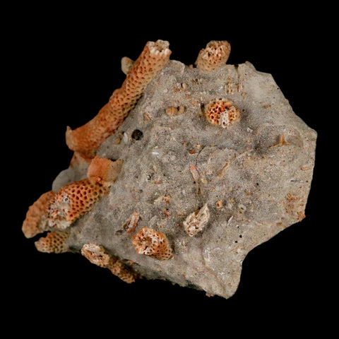 3" Thamnopora SP Coral Fossil Coral Reef Devonian Age Verde Valley, Arizona