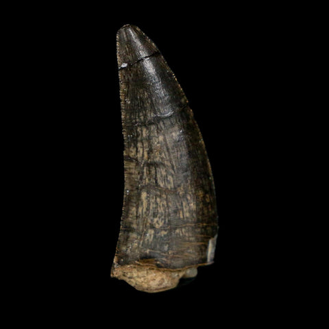 1.3" Kryptops Palaios Abelisaurid Serrated Tooth Fossil Cretaceous Age Dinosaur Niger