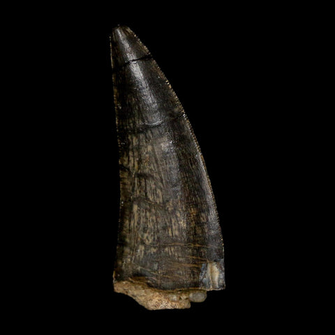 1.3" Kryptops Palaios Abelisaurid Serrated Tooth Fossil Cretaceous Age Dinosaur Niger