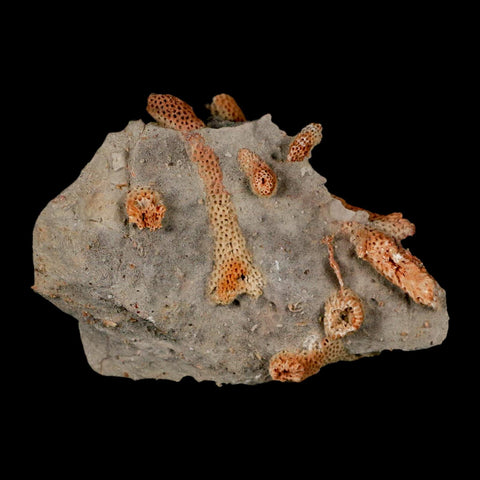 3" Thamnopora SP Coral Fossil Coral Reef Devonian Age Verde Valley, Arizona