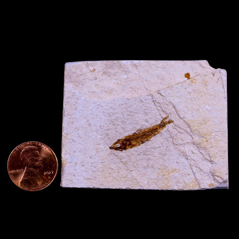 1" Hemisaurida Fossil Fish Plate Cretaceous Dinosaur Age Hakel Lebanon - Fossil Age Minerals
