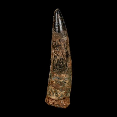 XL 3.8" Spinosaurus Fossil Tooth 100 Million Years Old Cretaceous Dinosaur COA - Fossil Age Minerals