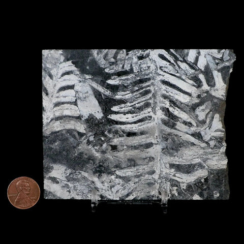 4.3" Alethopteris Fern Plant Leaf Fossil Carboniferous Age Llewellyn FM ST Clair, PA - Fossil Age Minerals