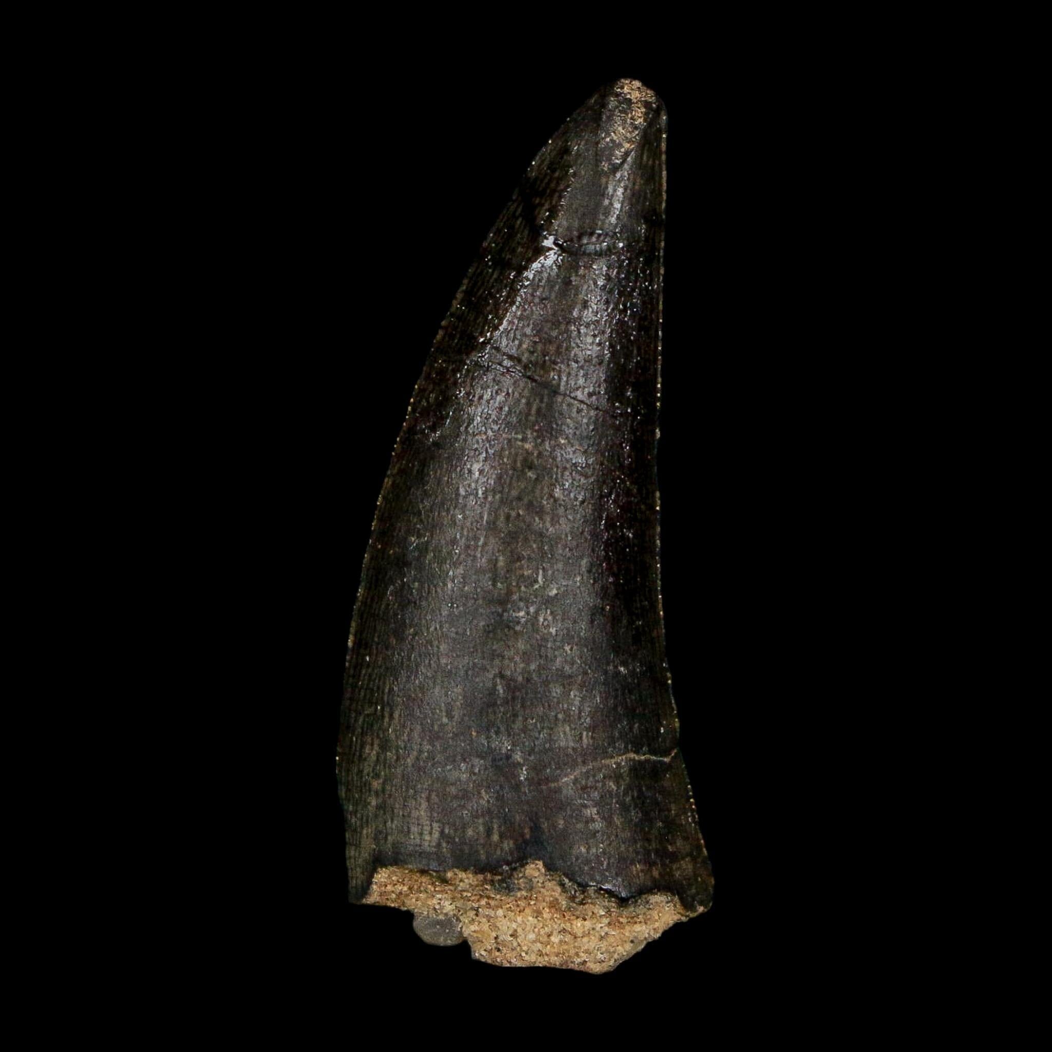 1.3" Kryptops Palaios Abelisaurid Serrated Tooth Fossil Cretaceous Age Dinosaur Niger - Fossil Age Minerals