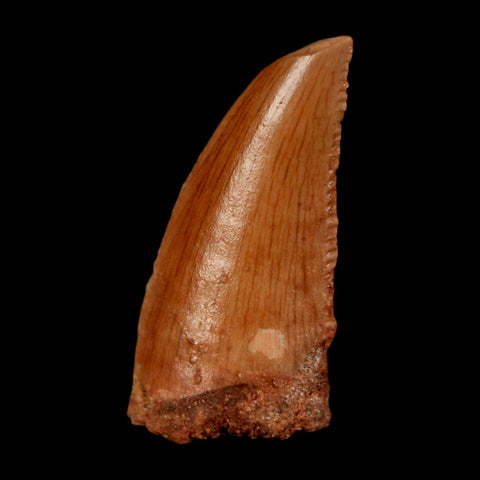 0.7" Abelisaur Serrated Tooth Fossil Cretaceous Age Dinosaur Morocco COA, Display - Fossil Age Minerals