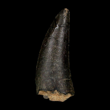 1.3" Kryptops Palaios Abelisaurid Serrated Tooth Fossil Cretaceous Age Dinosaur Niger