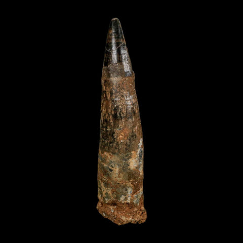 XL 3.8" Spinosaurus Fossil Tooth 100 Million Years Old Cretaceous Dinosaur COA - Fossil Age Minerals