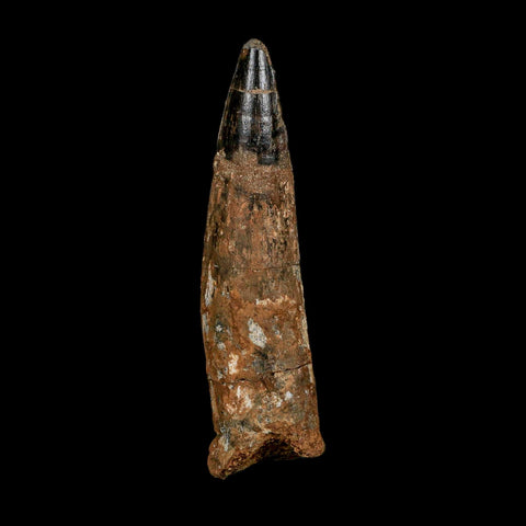 XL 3.8" Spinosaurus Fossil Tooth 100 Million Years Old Cretaceous Dinosaur COA - Fossil Age Minerals