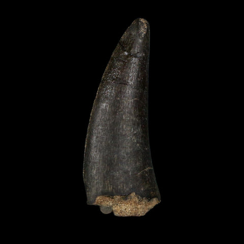 1.3" Kryptops Palaios Abelisaurid Serrated Tooth Fossil Cretaceous Age Dinosaur Niger