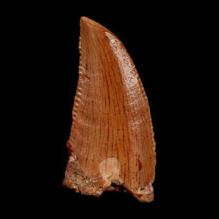 0.7" Abelisaur Serrated Tooth Fossil Cretaceous Age Dinosaur Morocco COA, Display