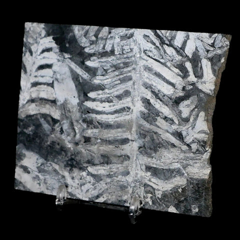4.3" Alethopteris Fern Plant Leaf Fossil Carboniferous Age Llewellyn FM ST Clair, PA - Fossil Age Minerals