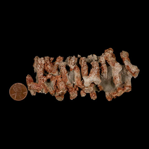 4.6" Thamnopora SP Coral Fossil Coral Reef Devonian Age Verde Valley, Arizona