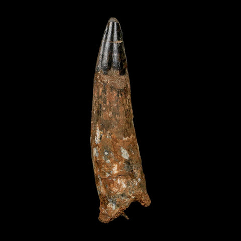 XL 3.8" Spinosaurus Fossil Tooth 100 Million Years Old Cretaceous Dinosaur COA - Fossil Age Minerals