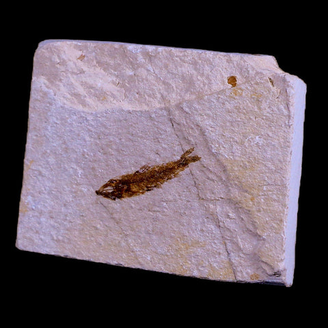 1" Hemisaurida Fossil Fish Plate Cretaceous Dinosaur Age Hakel Lebanon - Fossil Age Minerals