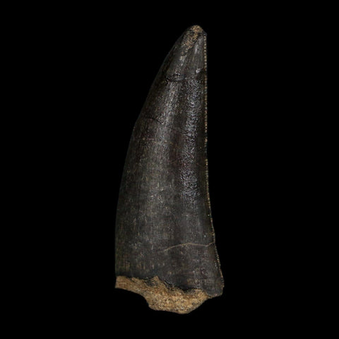 1.3" Kryptops Palaios Abelisaurid Serrated Tooth Fossil Cretaceous Age Dinosaur Niger