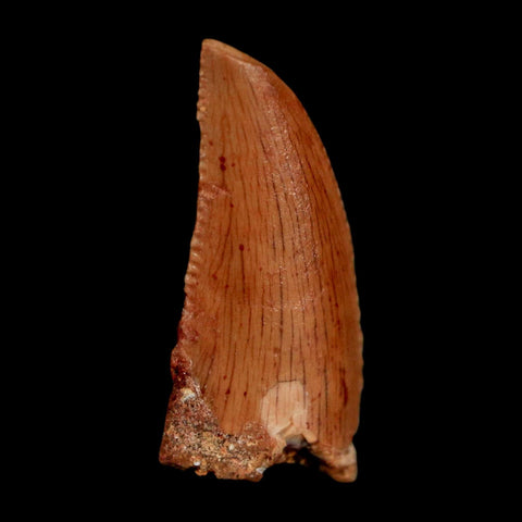 0.7" Abelisaur Serrated Tooth Fossil Cretaceous Age Dinosaur Morocco COA, Display - Fossil Age Minerals