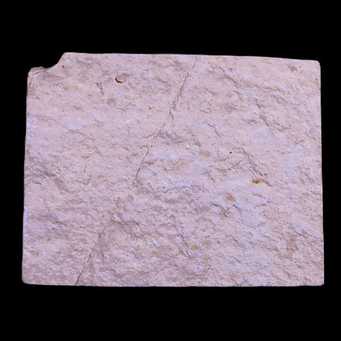 1" Hemisaurida Fossil Fish Plate Cretaceous Dinosaur Age Hakel Lebanon - Fossil Age Minerals